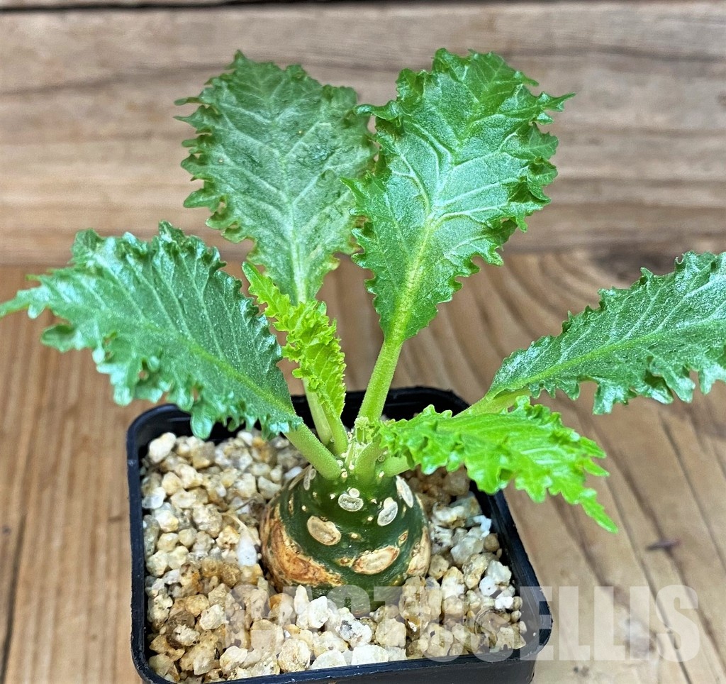 SH30776 Dorstenia horwoodii