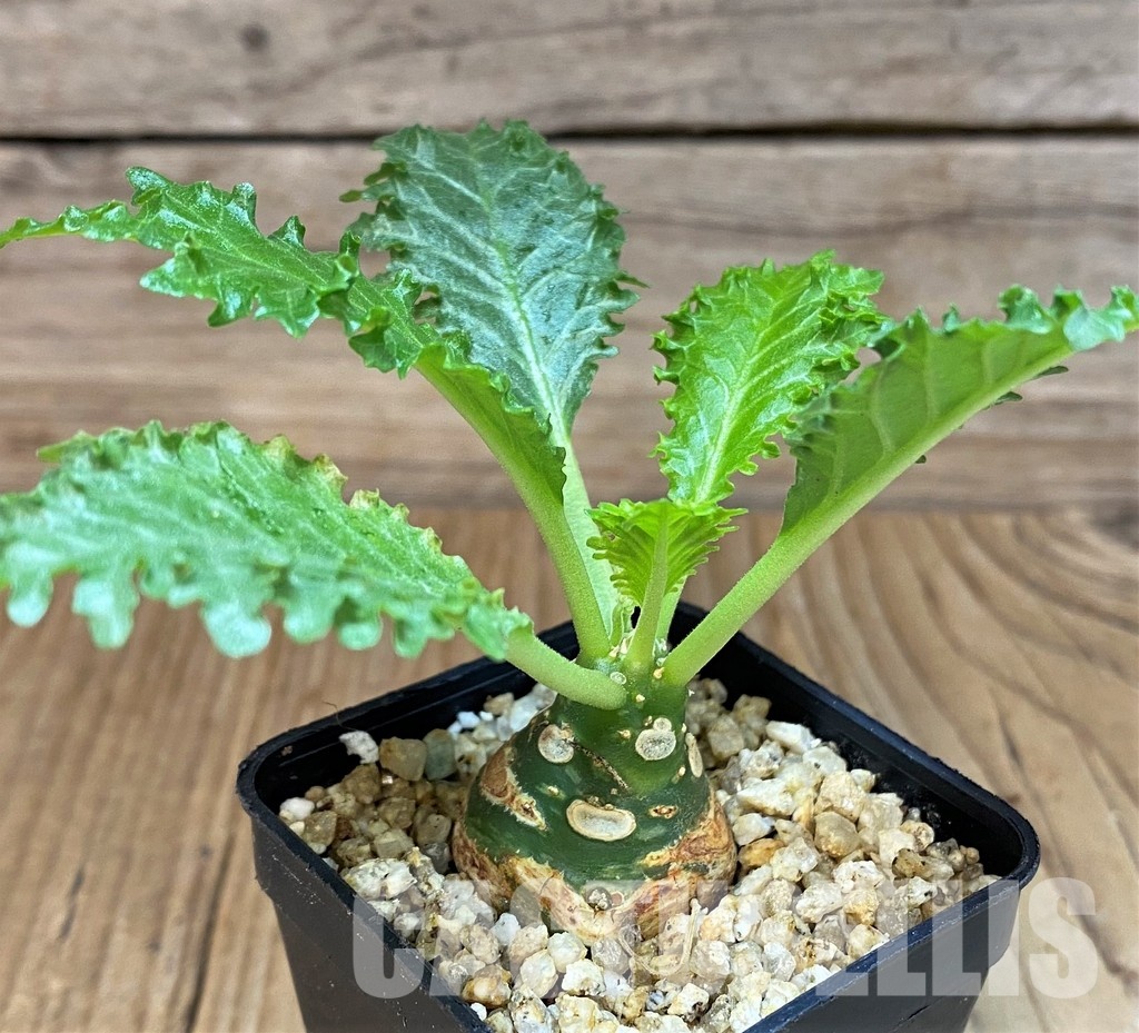 SH30776 Dorstenia horwoodii - Image 2