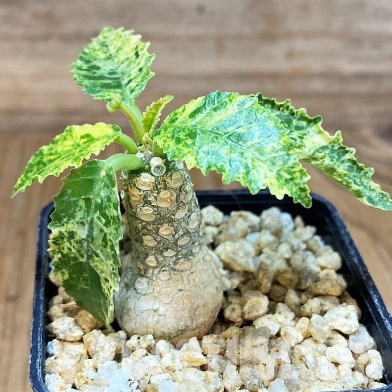 SH30777 Dorstenia hybrid f. variegata