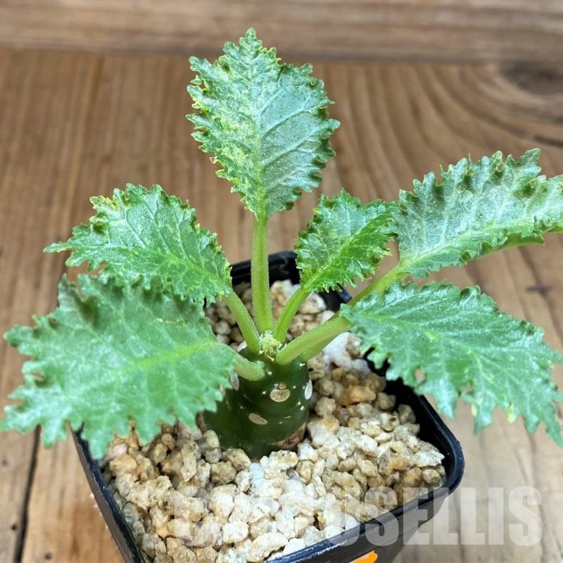 SH30778 Dorstenia horwoodii f. variegata