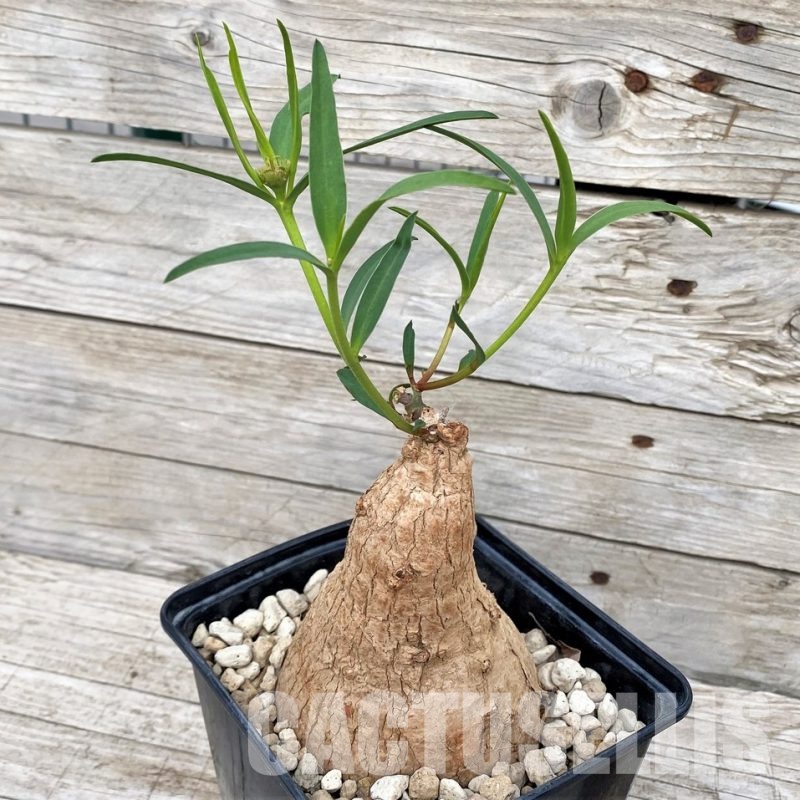 SH30815 Euphorbia trichadenia