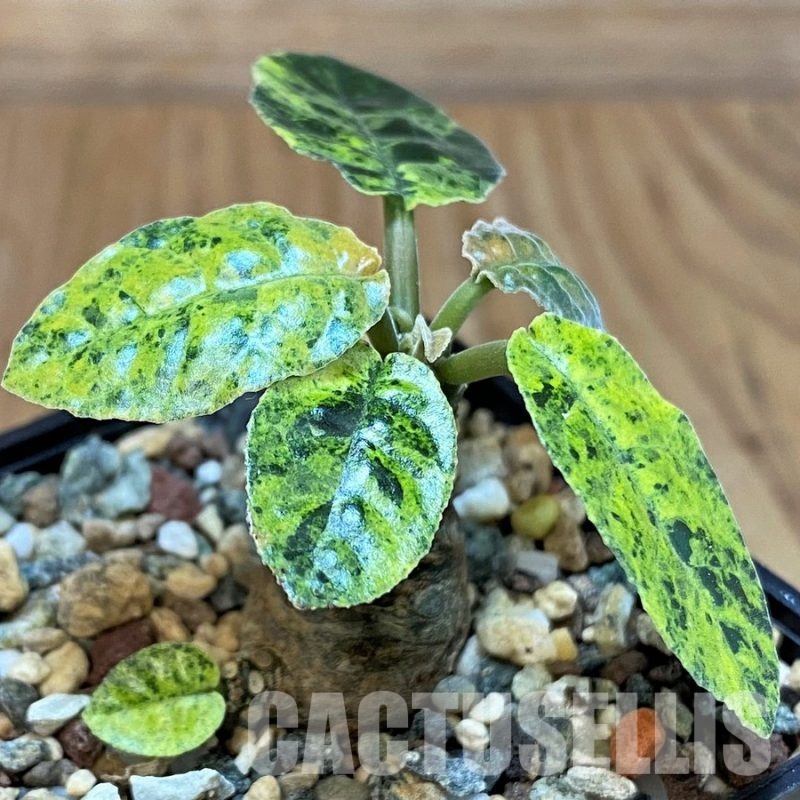 SH30779 Dorstenia hybrid f. variegata