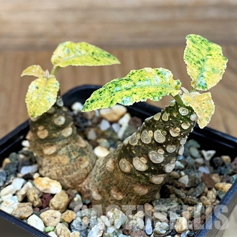 SH30780 Dorstenia hybrid f. variegata