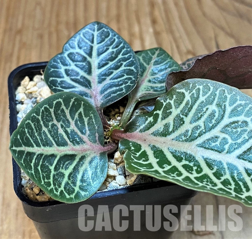 SH30781 Euphorbia francoisii hybrid - 画像 (2)