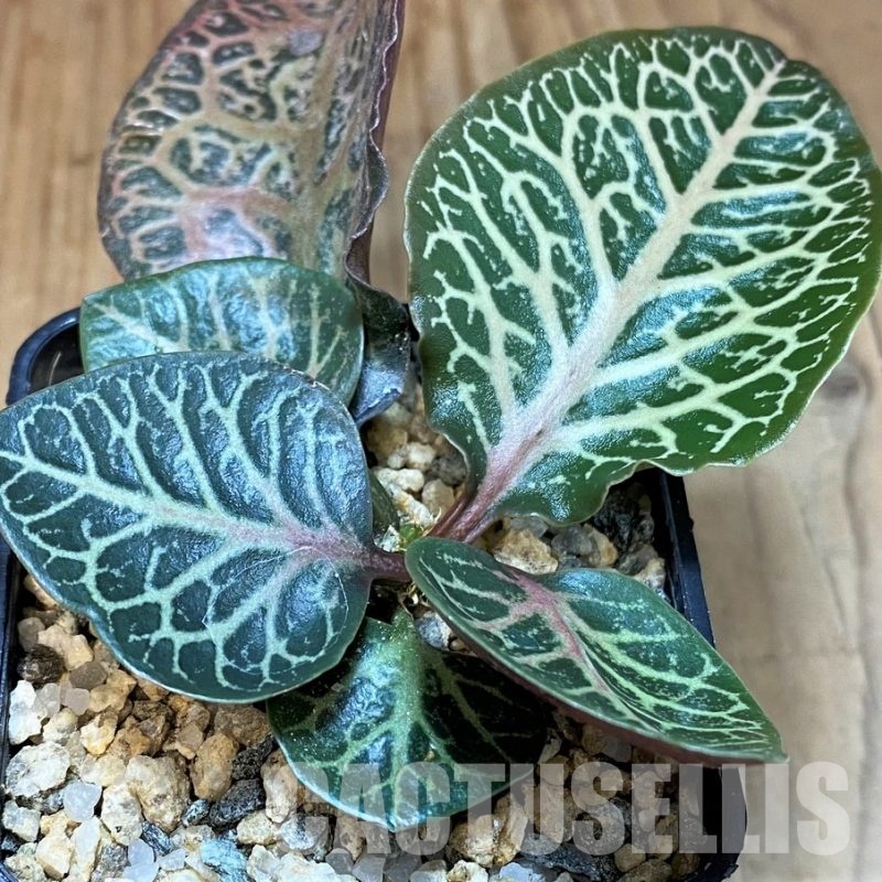 SH30781 Euphorbia francoisii hybrid