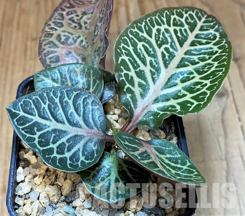 SH30781 Euphorbia francoisii hybrid