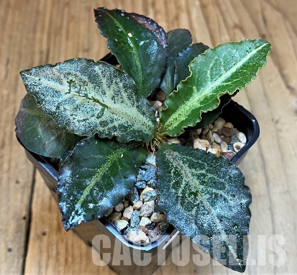 SH30782 Euphorbia francoisii hybrid - 画像 (2)