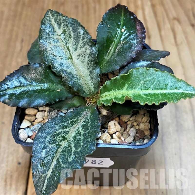 SH30782 Euphorbia francoisii hybrid