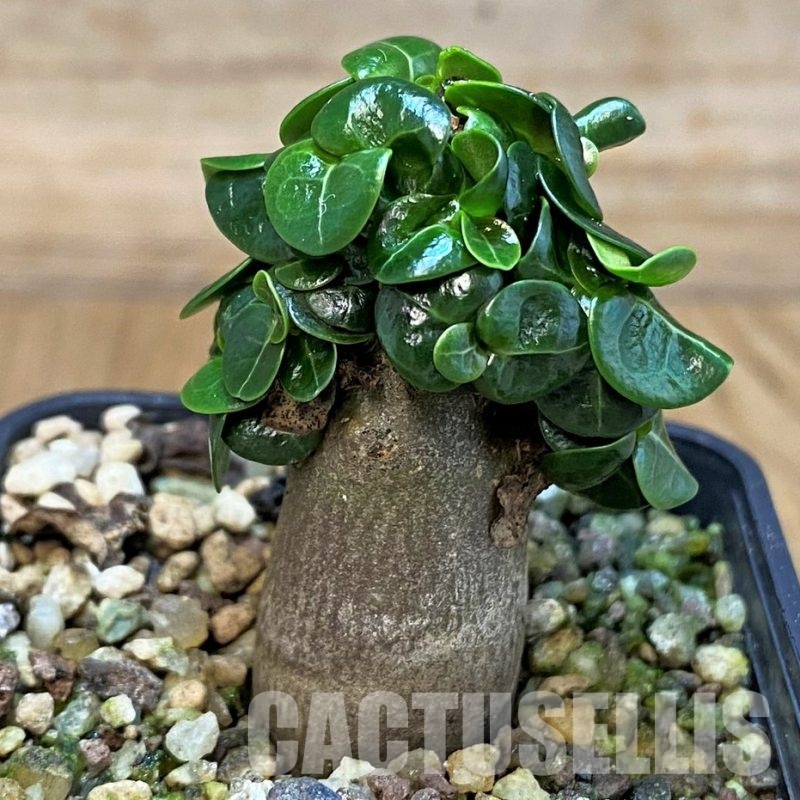 SH30783 Adenium arabicum DHA