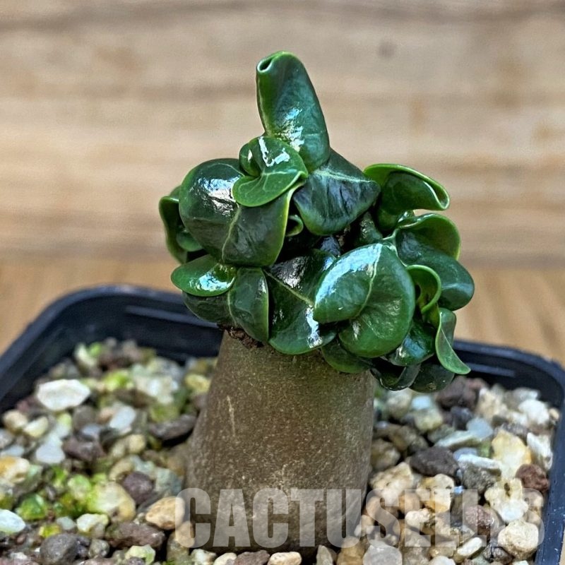 SH30784 Adenium arabicum DHA