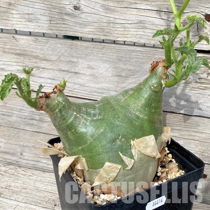 SH30816 Cyphostemma uter v. macropus