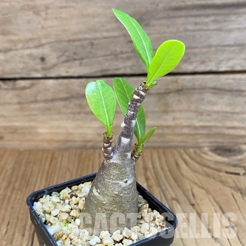 SH30785 Adenium arabicum ‘Black Body’