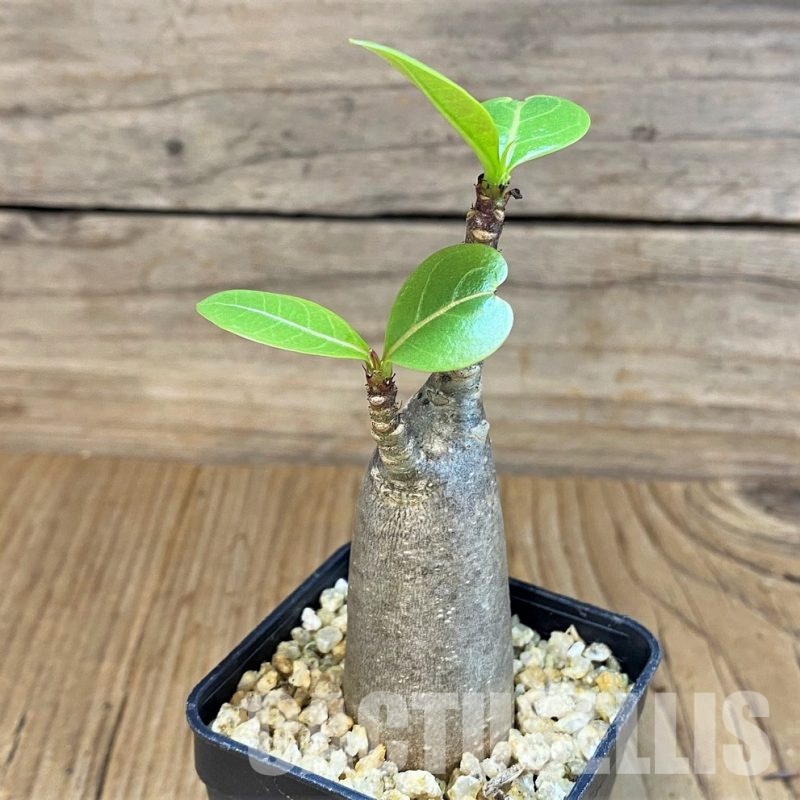 SH30786 Adenium arabicum ‘Black Body’