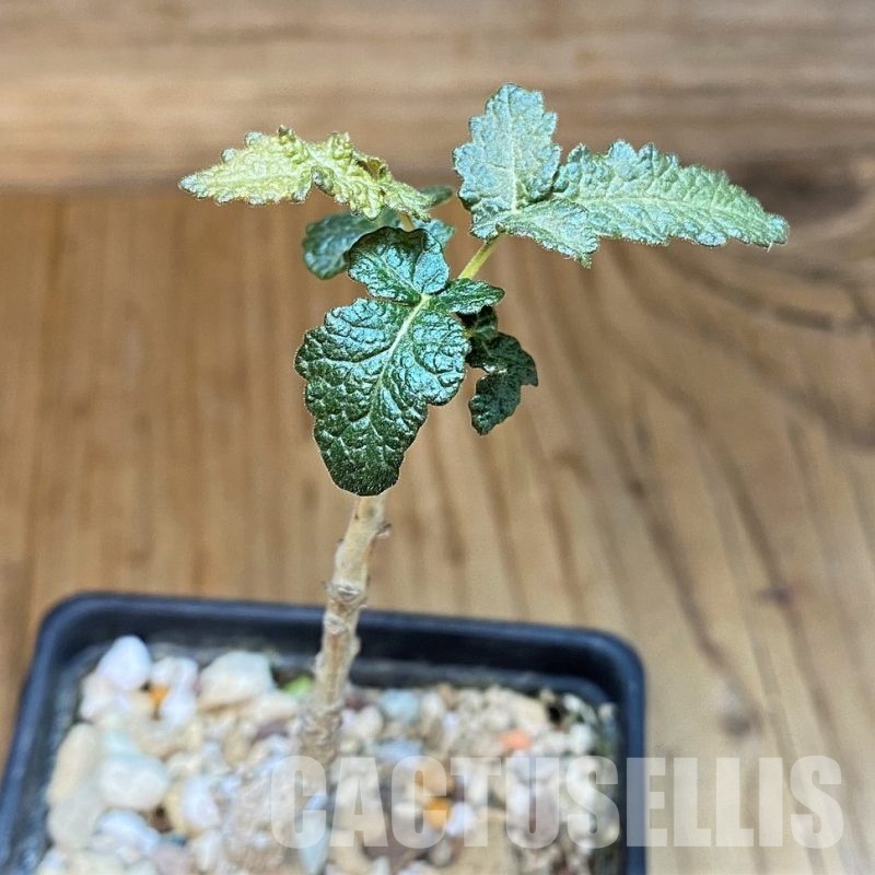 SH30788 Boswellia bullata