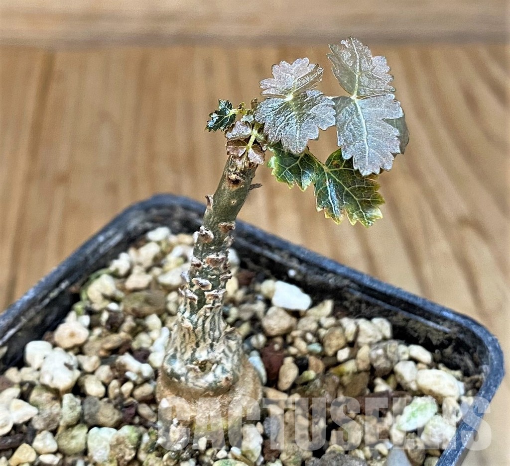 SH30789 Boswellia dioscoridis - Image 2