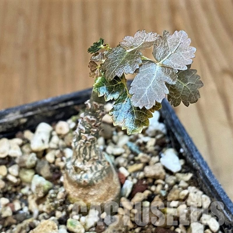 SH30789 Boswellia dioscoridis