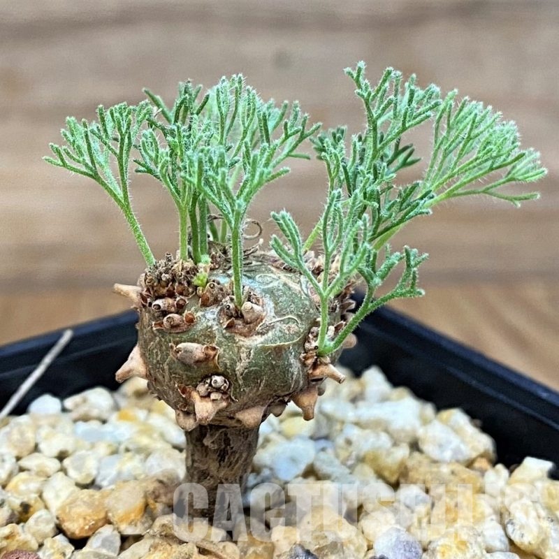 SH30790 Sarcocaulon peniculinum
