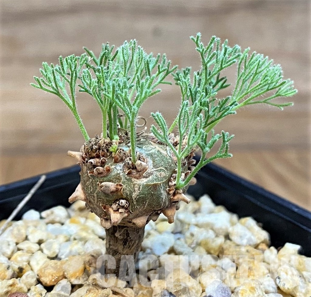 SH30790 Sarcocaulon peniculinum