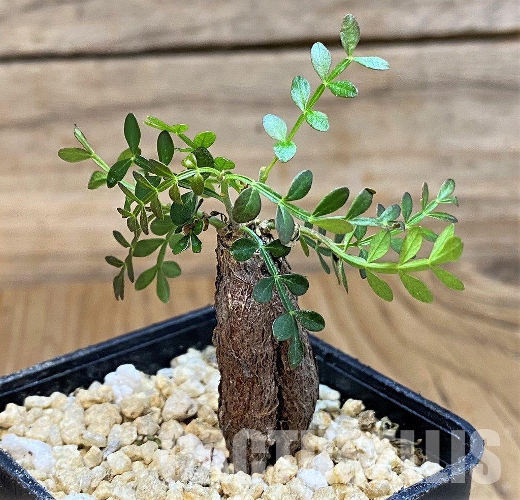 SH30791 Operculicarya pachypus - Image 2