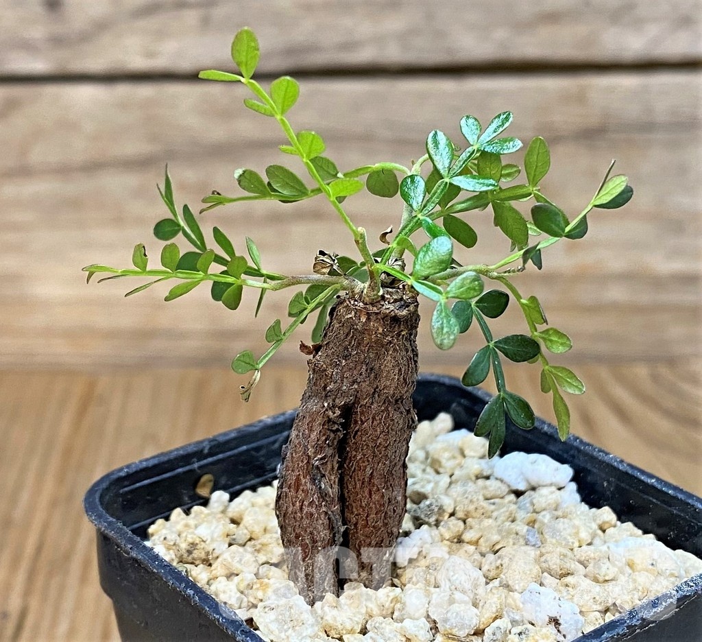 SH30791 Operculicarya pachypus