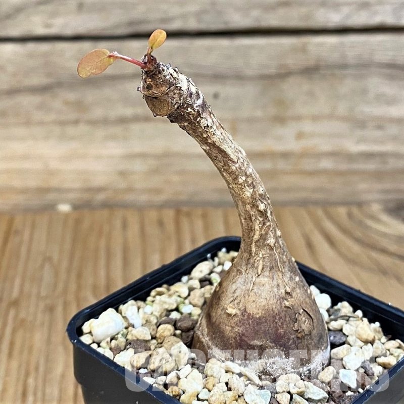 SH30792 Phyllanthus mirabilis