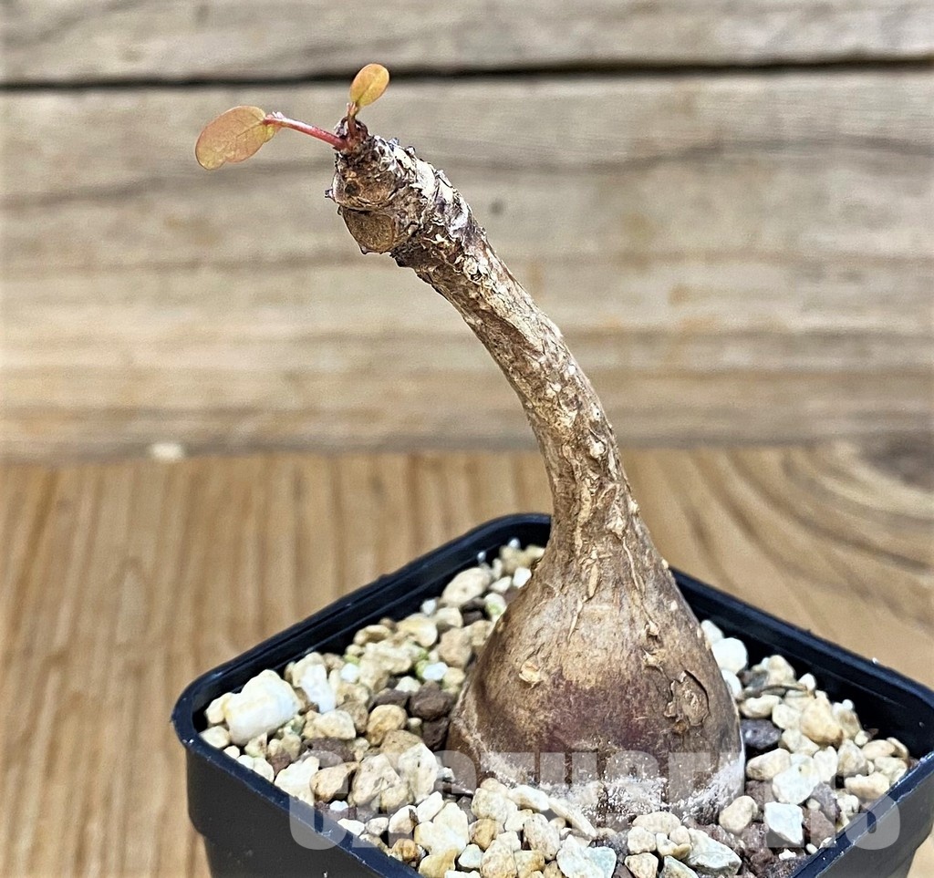 SH30792 Phyllanthus mirabilis