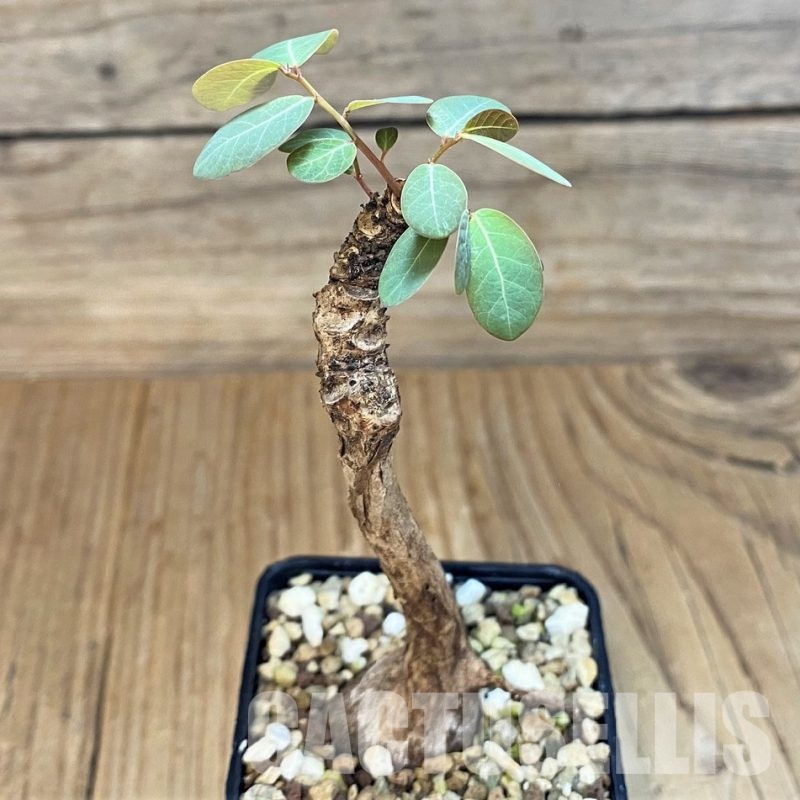 SH30793 Phyllanthus mirabilis