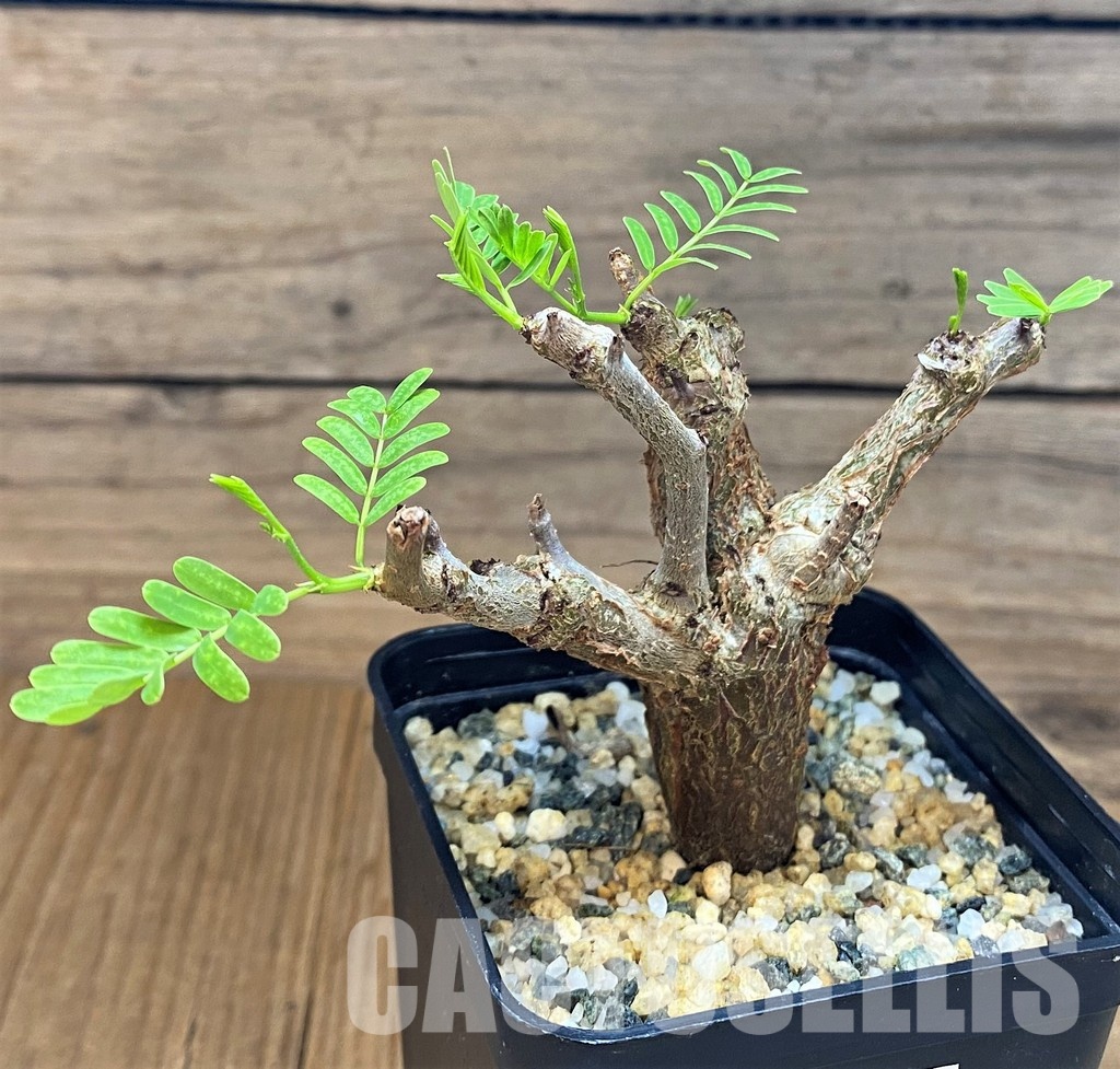 SH30794 Senna meridionalis