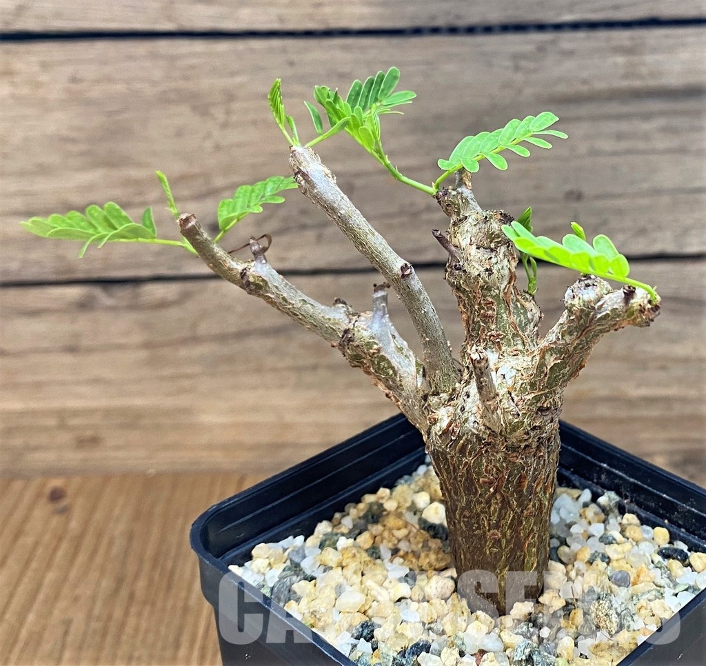 SH30794 Senna meridionalis - Image 2