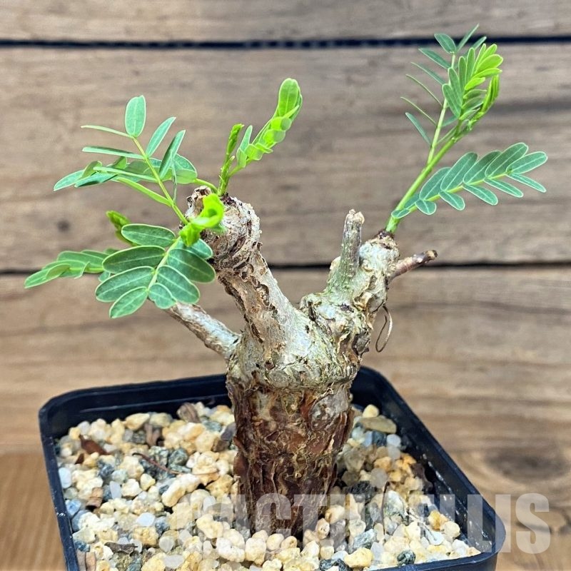 SH30795 Senna meridionalis