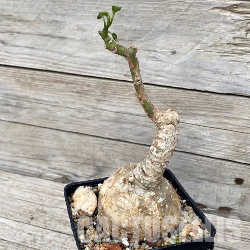 SH30817 Adenia epigea