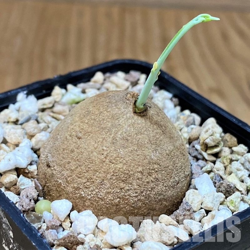 SH30796 Stephania erecta