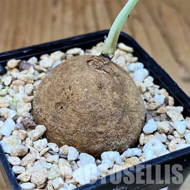 SH30797 Stephania erecta