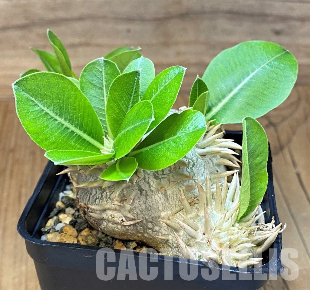 SH30799 Pachypodium brevicaule, own roots - 画像 (3)