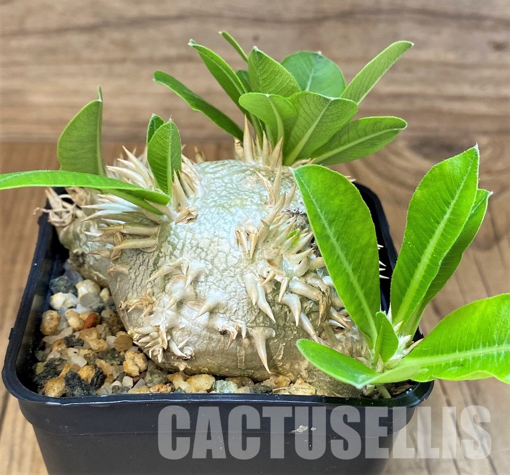 SH30799 Pachypodium brevicaule, own roots - 画像 (2)