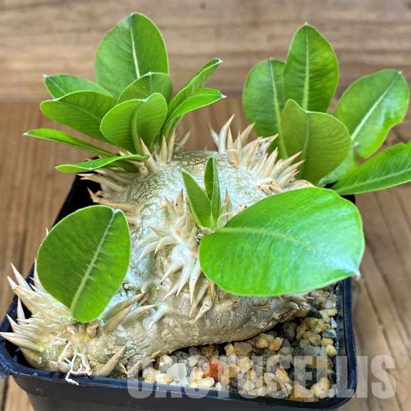 SH30799 Pachypodium brevicaule, own roots