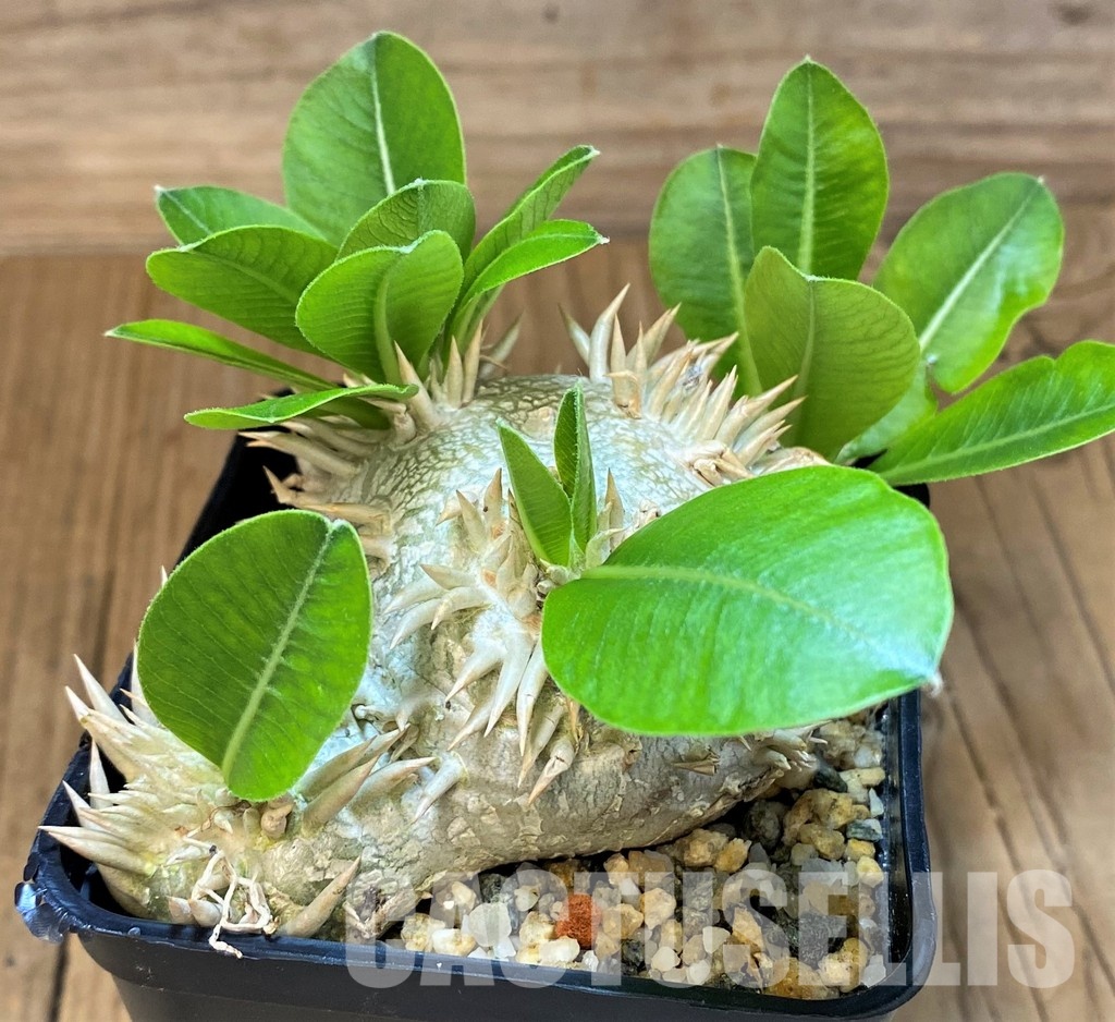 SH30799 Pachypodium brevicaule, own roots