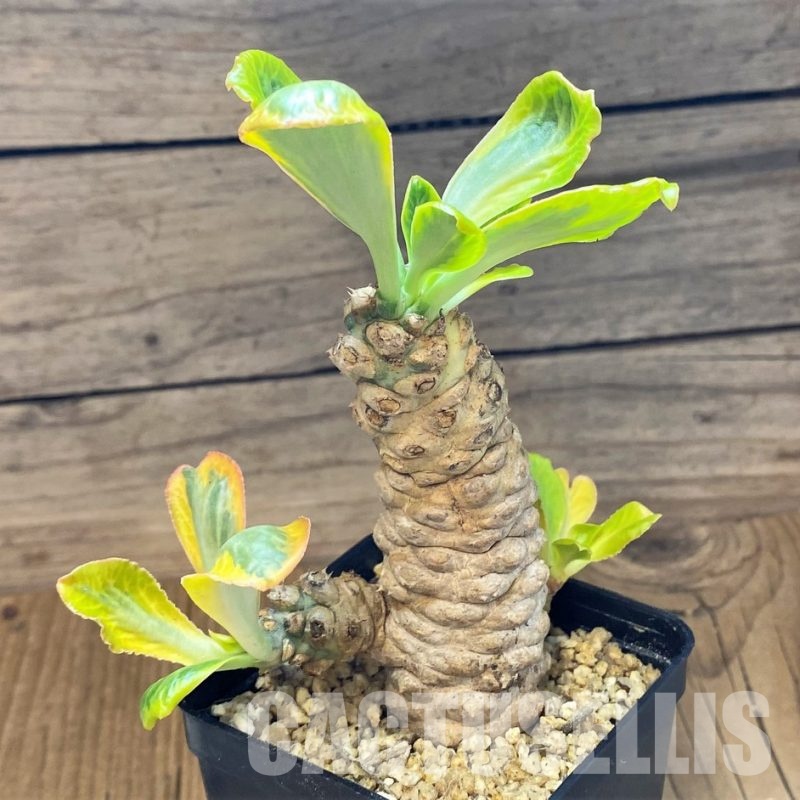 SH30800 Euphorbia poissonii f. variegata