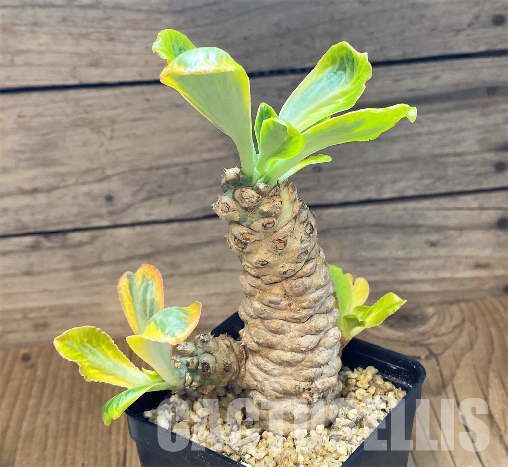 SH30800 Euphorbia poissonii f. variegata