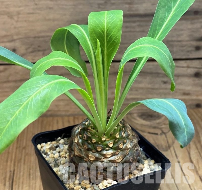 SH30801 Euphorbia bupleurifolia