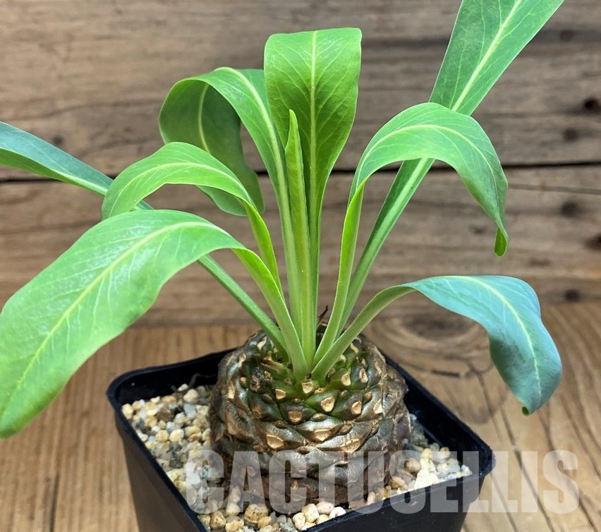 SH30801 Euphorbia bupleurifolia