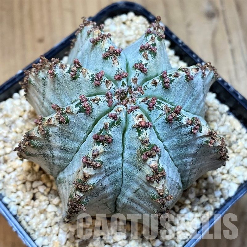 SH30802 Euphorbia horrida 'Alba'