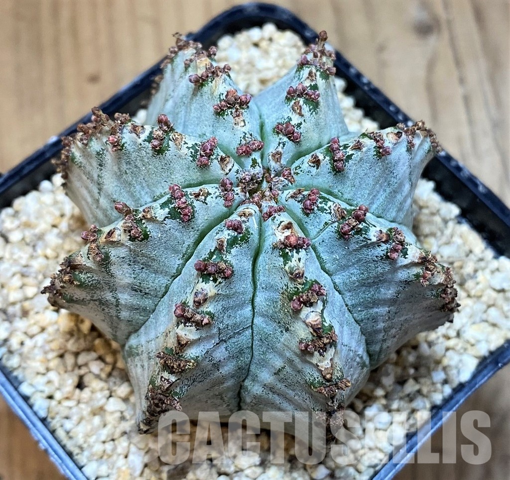 SH30802 Euphorbia horrida 'Alba'