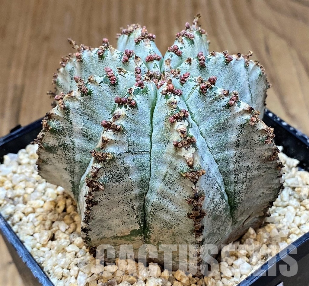 SH30802 Euphorbia horrida 'Alba' - 画像 (2)