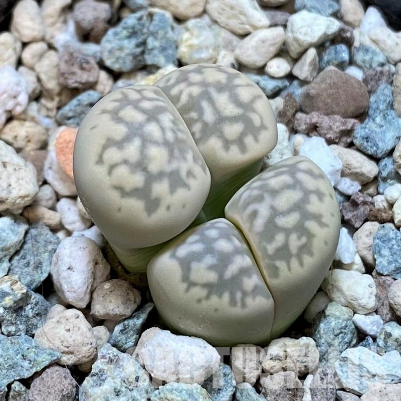 SH30891 Lithops marmorata v. elisae