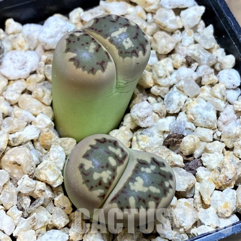 SH30936 Lithops dorotheae