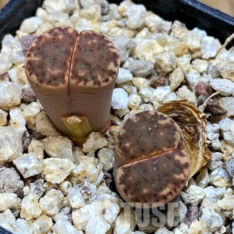 SH30940 Lithops bromfieldii