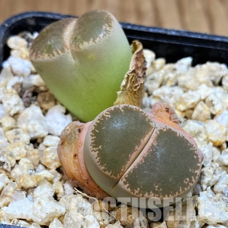 SH30941 Lithops lesliei v. maraisii