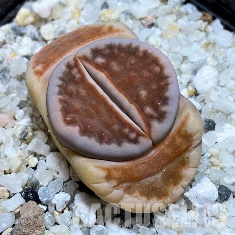 SH30892 Lithops karasmontana v. summitatum