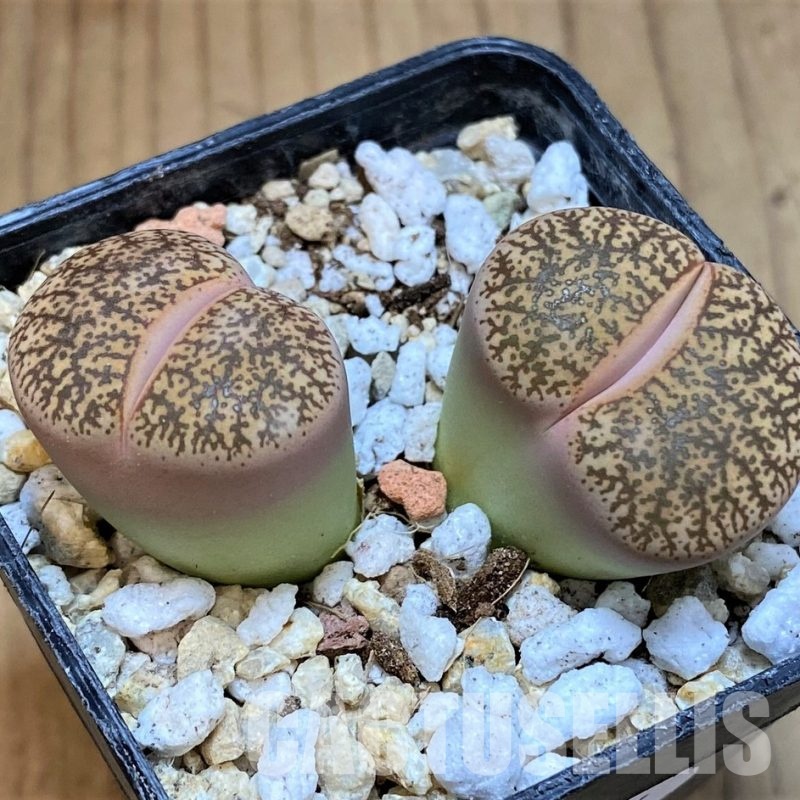 SH30944 Lithops lesliei v. mariae
